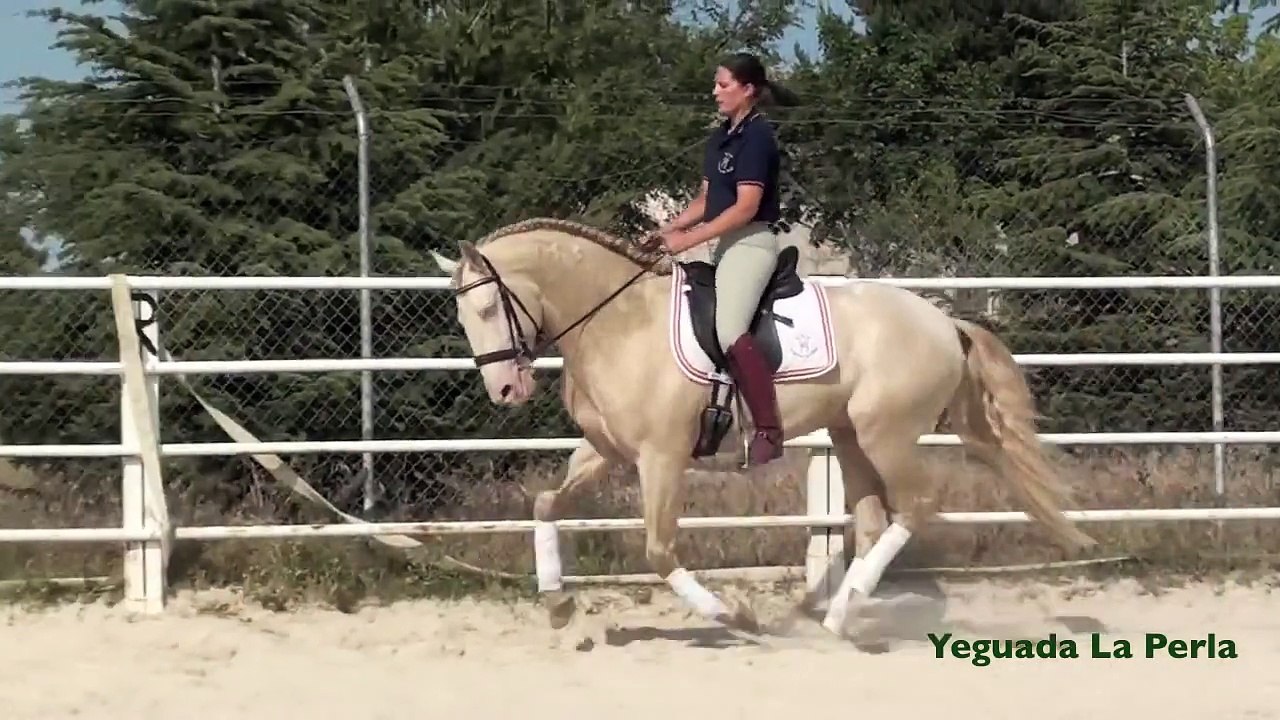 EMBRUJO - CABALLO LUSITANO - Golden Horse - Caballo Dorado