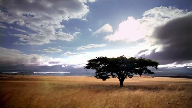 NATURE | Kangaroo Mob | Metropolitan Marsupials | PBS