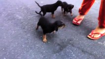 Adotados! - Filhotes de cachorro - Lindos!