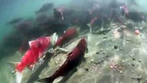 Sockeye Salmon Spawning in the Fraser River