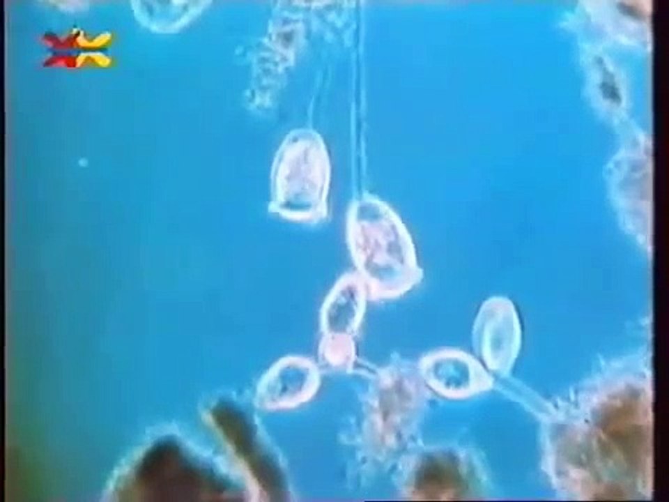 Peter Lustig Löwenzahn Classics Mittendrin 04 - in einer Kläranlage  Folge 2 mit Peter Lustig