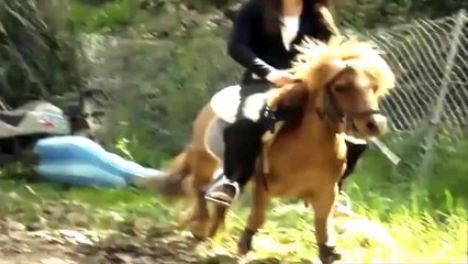 Animals funny  - just for gag