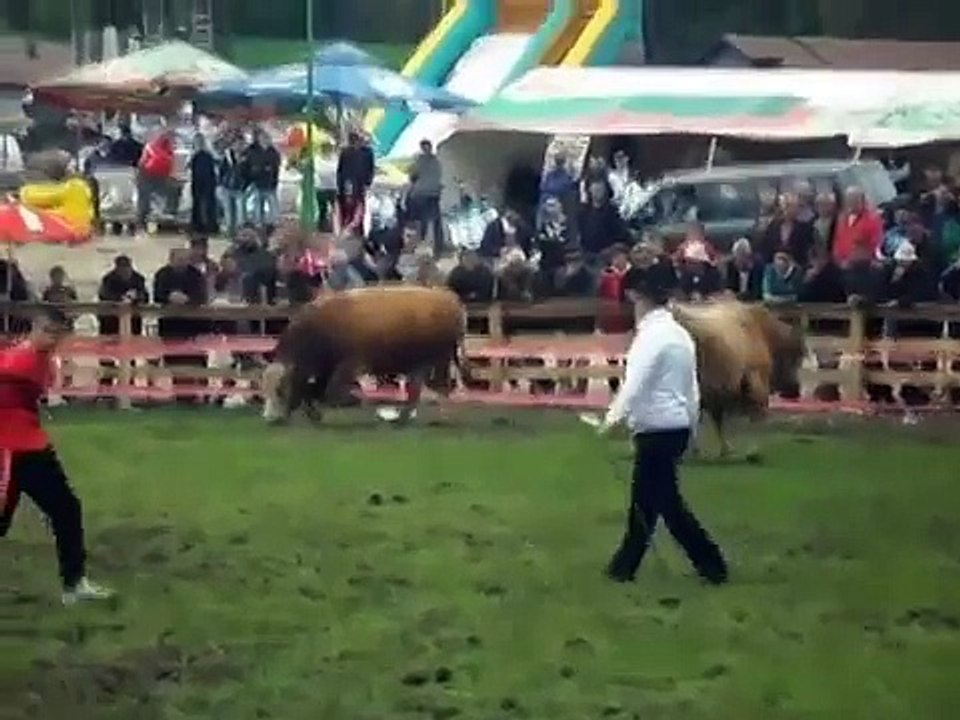Zuja vs Brizan Vitez korida kod Josipa