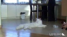 Rare white maine coon cat and kittens