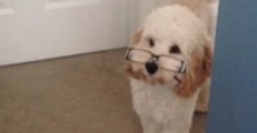 Puppy Wears Stolen Glasses And Pretends To Be Professor Dog
