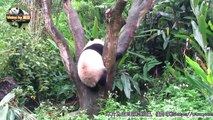 20150523圓仔的花式倒立爬樹姿 The Giant Panda Yuan Zai