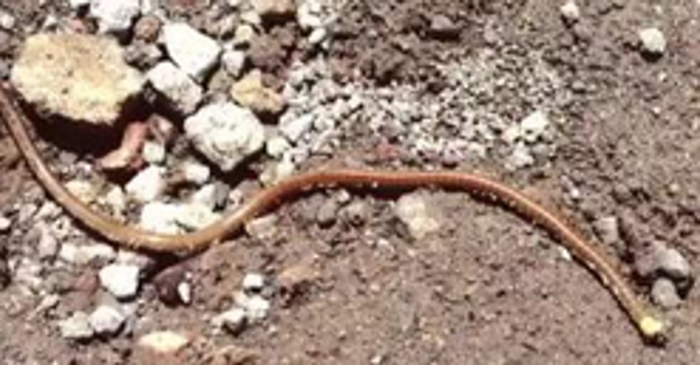 Worm Freak Out