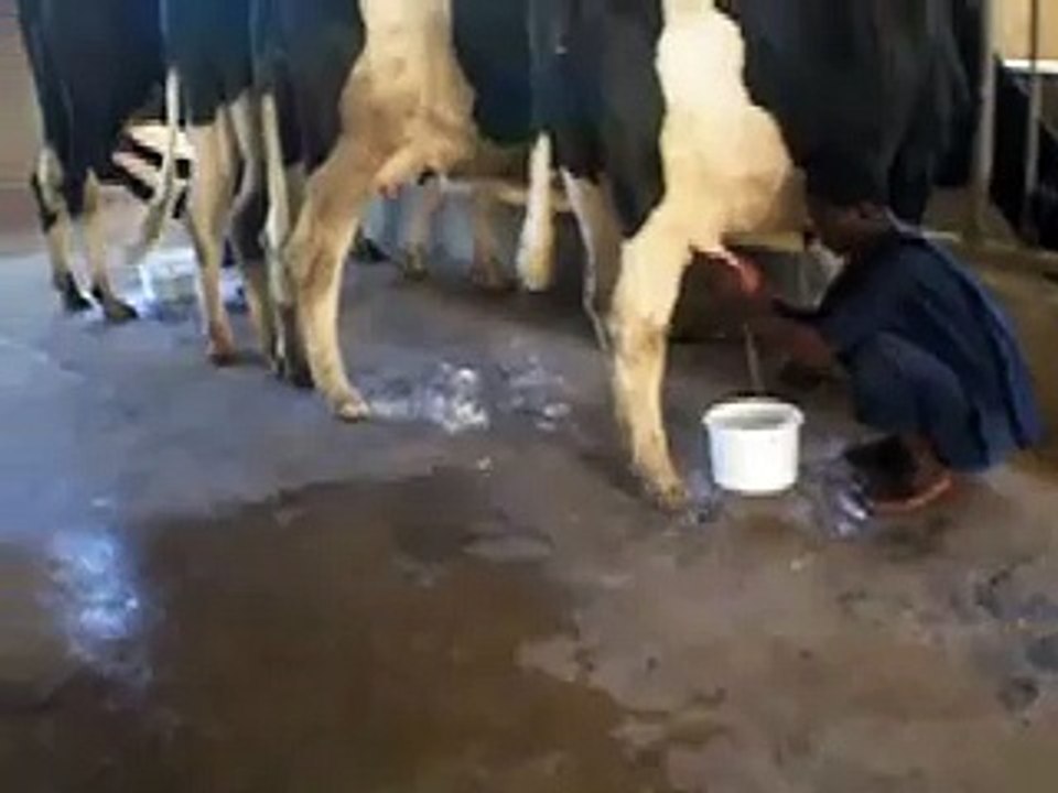 Milking Malawi