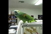 Amazon Parrot Sings 