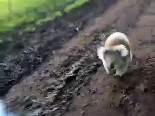 Un Koala poursuit une voiture... Trop mignon !