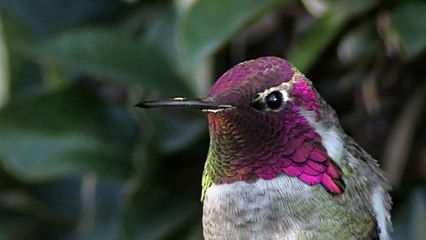 This Annas Hummingbird Bird can change his plumage color!