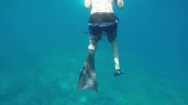 Un dauphin sauvage joue avec des plongeurs et saute autour d'eux !