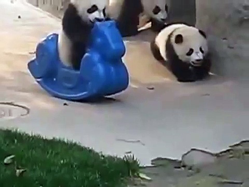 Baby Panda on Pony