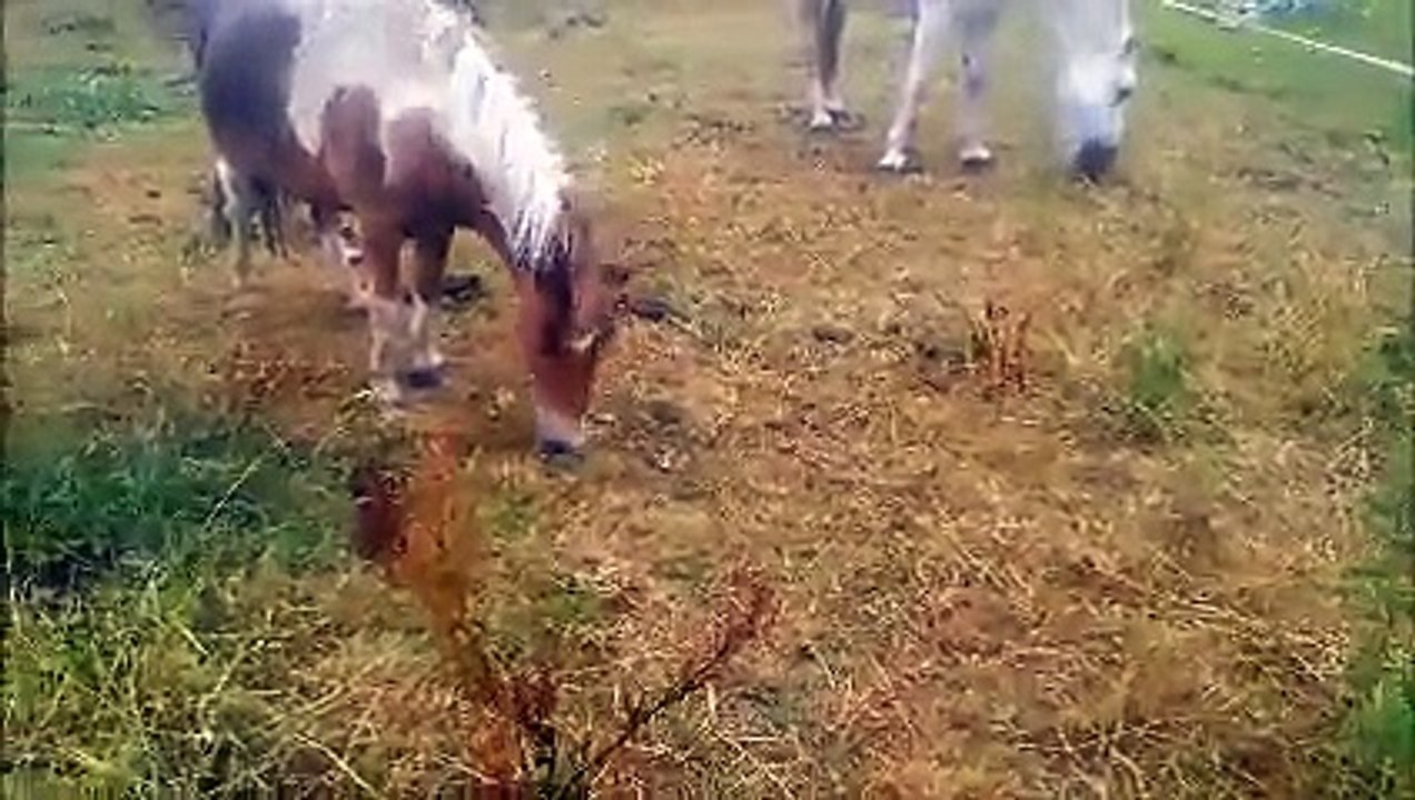 Cara travail de l'approche en prairie