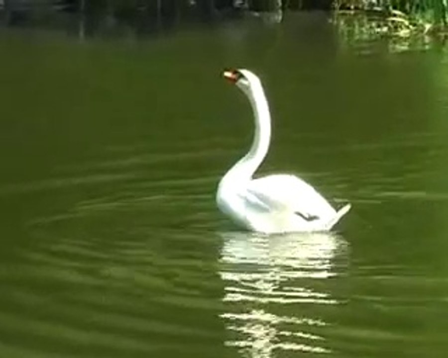 Лебединый вальс