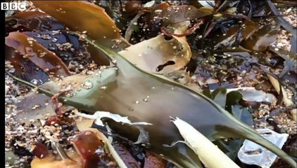 BBC cbbc_Newsround_75,000 shark egg cases found on UK beaches 13Aug15