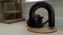 Pet Cat Arch Bristles Self-Groomer Massager Scratcher Catnip