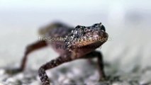 [HD] Southern Leaf Tailed Gecko