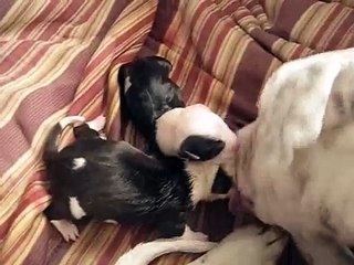 Blue Nose Pitbull Puppies