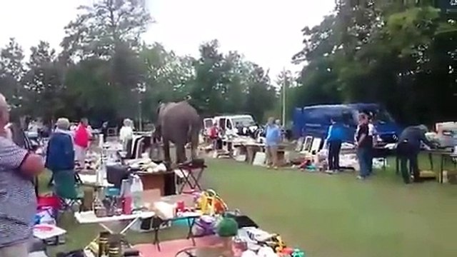 Échappé d'un cirque, un éléphant fait un tour au marché de Nordwijkerhout