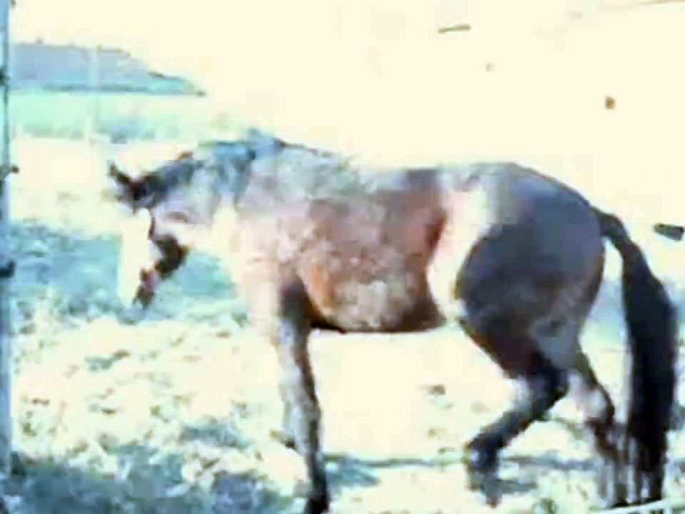 PetLovely - Serwis informacyjny (HD)