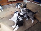 Alaskan Malamute pups playing