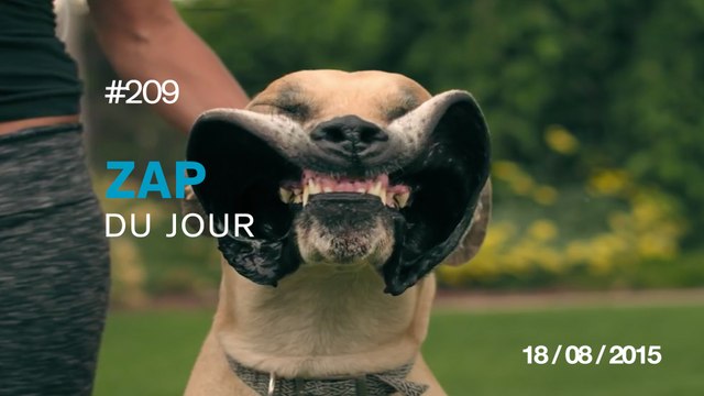 ZAP DU JOUR #209 : Le premier violon imprimé en 3D / Freerunning Illusions - Jason Paul / Quand tu danses avec ton chat