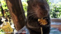 Ces animaux qui mangent des bananes vont vous faire fondre