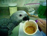 JJ's the Baby African Grey Tries To Feed Himself and Says Hello