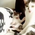 Kitten Tries To Copy Momma Cat Bathing