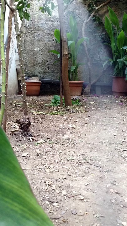 Fast turtles and rabbit