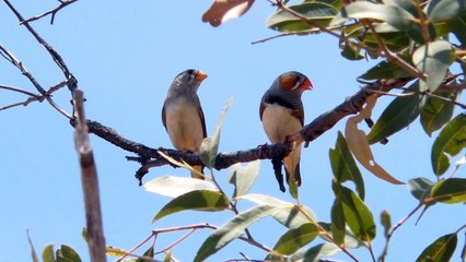 عصفور الزيبرا الجميل Zebra Finch