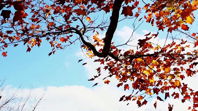 Сергей Александрович Есенин Закружилась листва золотая... . Аудиокнига