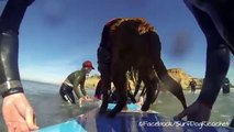 Caleb's Make-A-Wish to surf with Surf Dog Ricochet - Go Pro footage