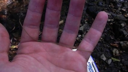 Horsehair Worm - Phylum Nematomorpha