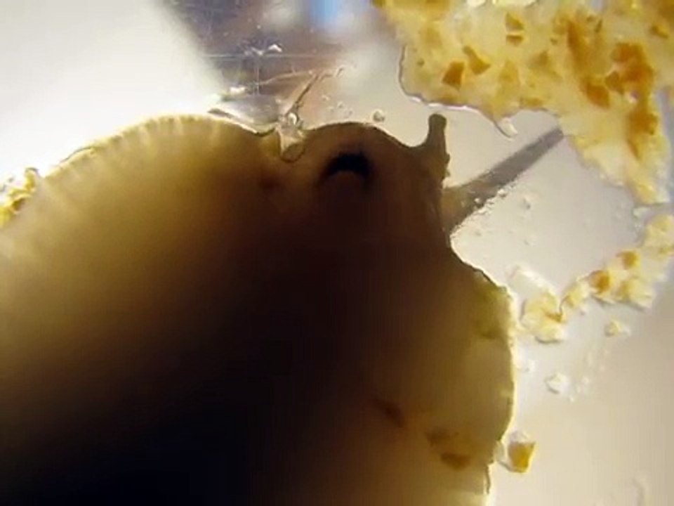 Radula d'escargot / Snail's radula