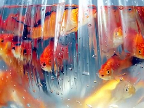 Happy Norooz ! نوروز خجسته باد