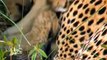 Leopard Vs Jaguar ! Animal Planet 2015 - Wildlife Documentary National Geographic Animals