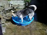 Susi splashing all the water from the little pool