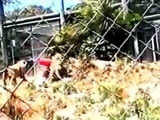 Leones atacan a cuidador cuando los alimenta