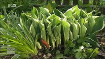 Was tun gegen Schnecken Querbeet BR 08.05.2010