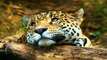 Animals Wildlife Nature documentary - THE JAGUAR YEAR OF THE CAT