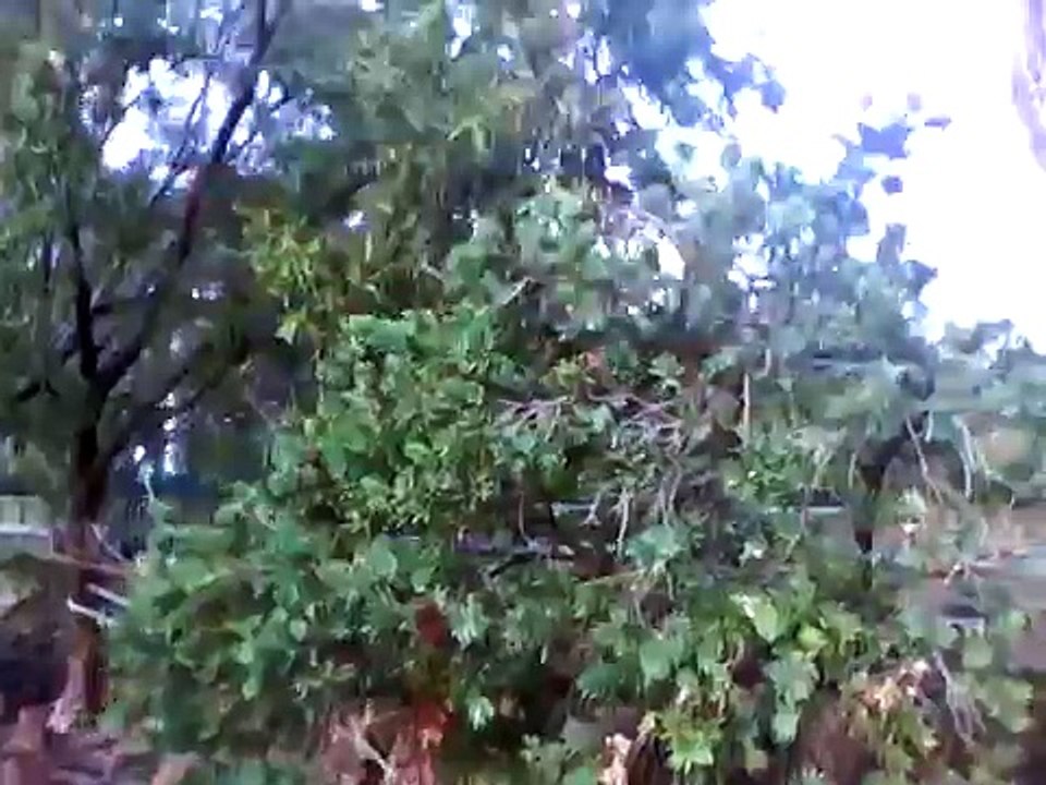 REAL *ALIEN FOOTAGE*