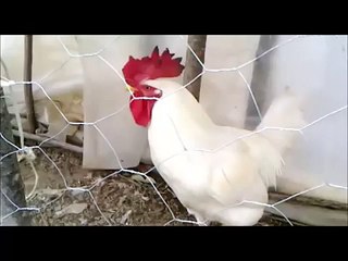 horoz ( sesi güzelmi?)