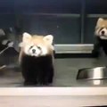 Max Carter — Red Pandas are easily scared #LOL #funny #animal #redpanda #dub #VoiceOver #vine 360p