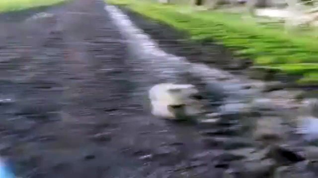 Avustralya'da koala kadını böyle kovaladı