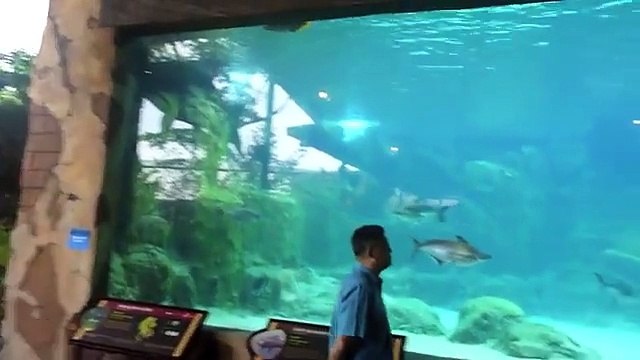 Phương án thiết kế, thi công, xây dựng thủy cung nước ngọt, thủy cung nước mặn, Lh: 0914 666 138 Mr Thành