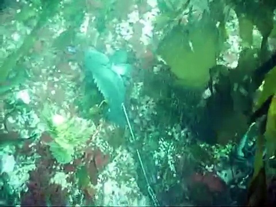 Spearfishing Washington coast