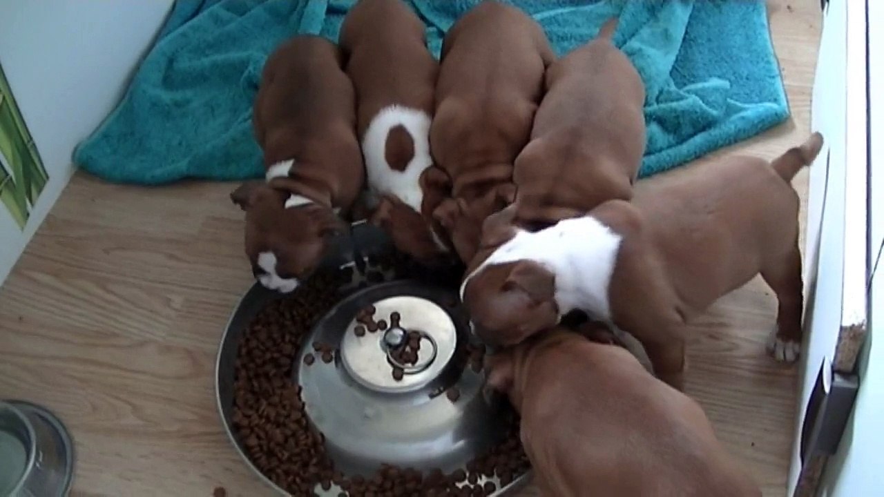 76ème vidéo Le repas avec les chiots de Staffordland a 7 semaines