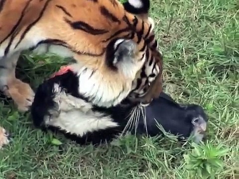 TIGER VS COW! (heads) - Big Cat TV